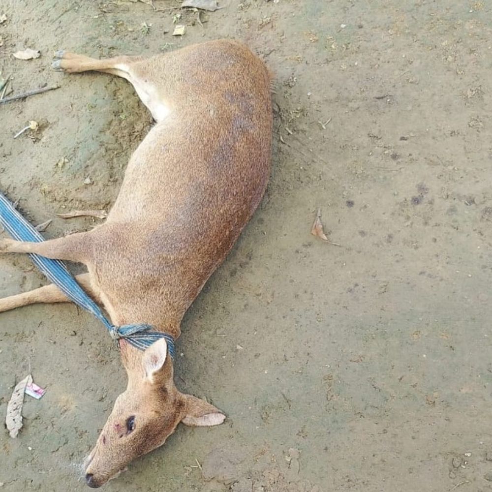 बखिरा झील के पास आवारा कुत्तों का हमला:हिरण की मौत, ग्रामीणों ने बचाने की कोशिश की पर नहीं बच पाया