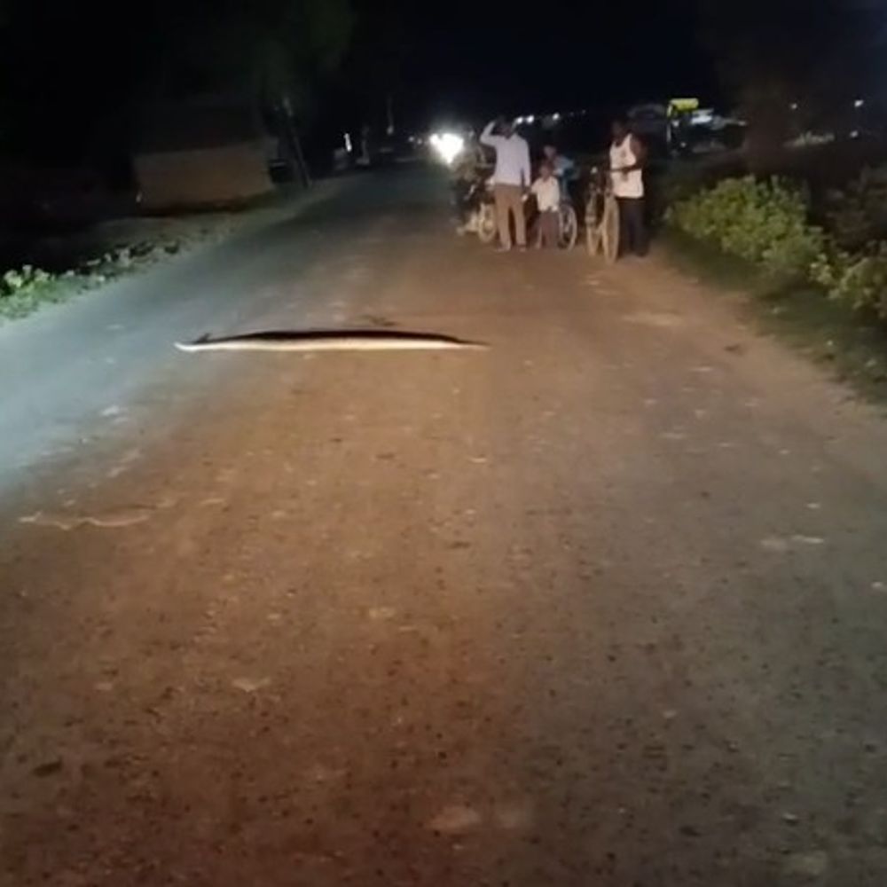 बहराइच में सड़क मार्ग पर दिखा अजगर:लोगों ने खुद हटाया, घंटों रुका यातायात; वन विभाग नहीं पहुंची
