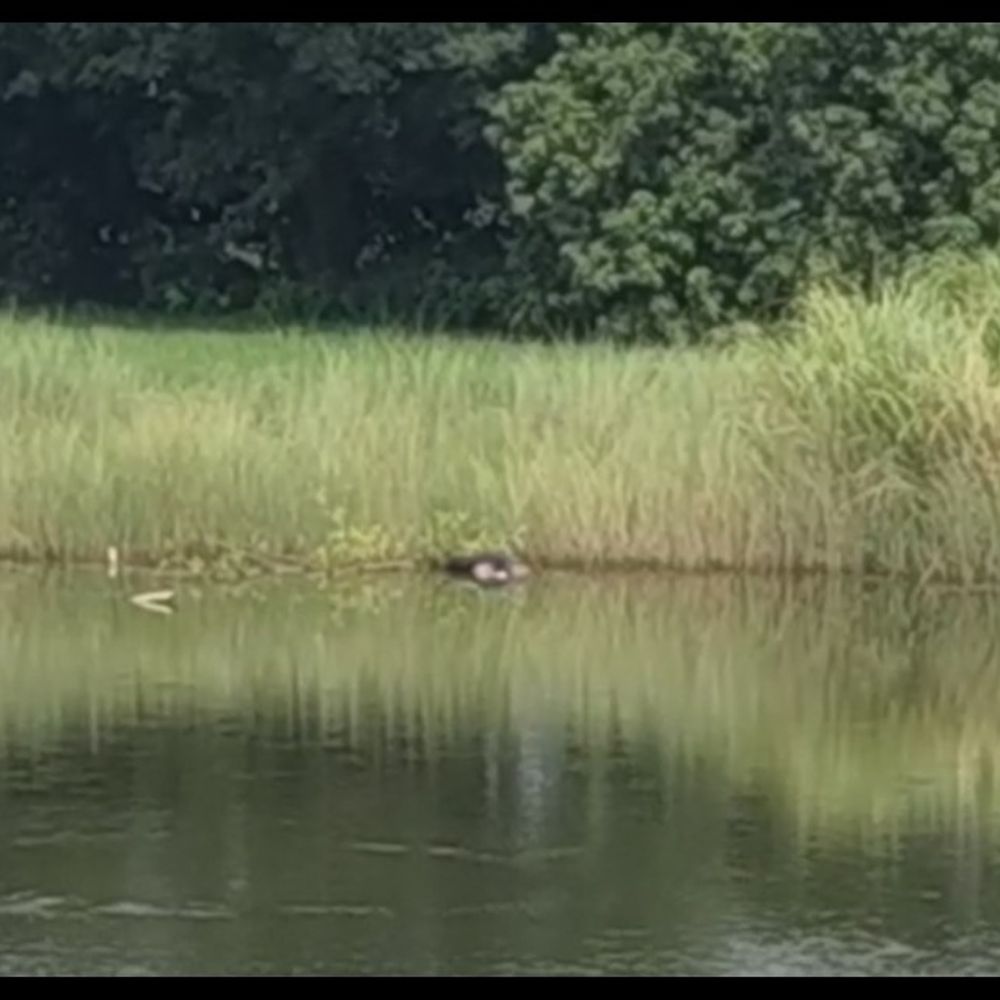 मधुबनी में किसान की डूबने से मौत:खेत में सिंचाई के समय गहरे गड्ढे में गिरा, मौके पर ही दम तोड़ा