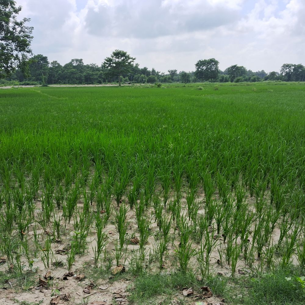 शिवहर में बारिश की कमी से किसान परेशान:फसल बचाने के लिए बढ़ा सिंचाई पर निर्भरता