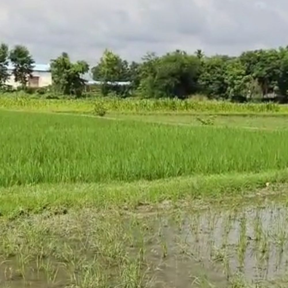 सहरसा में अगस्त में 74.84% बारिश:पिछले साल से बेहतर हालात, किसानों को धान की फसल बचाने की सलाह