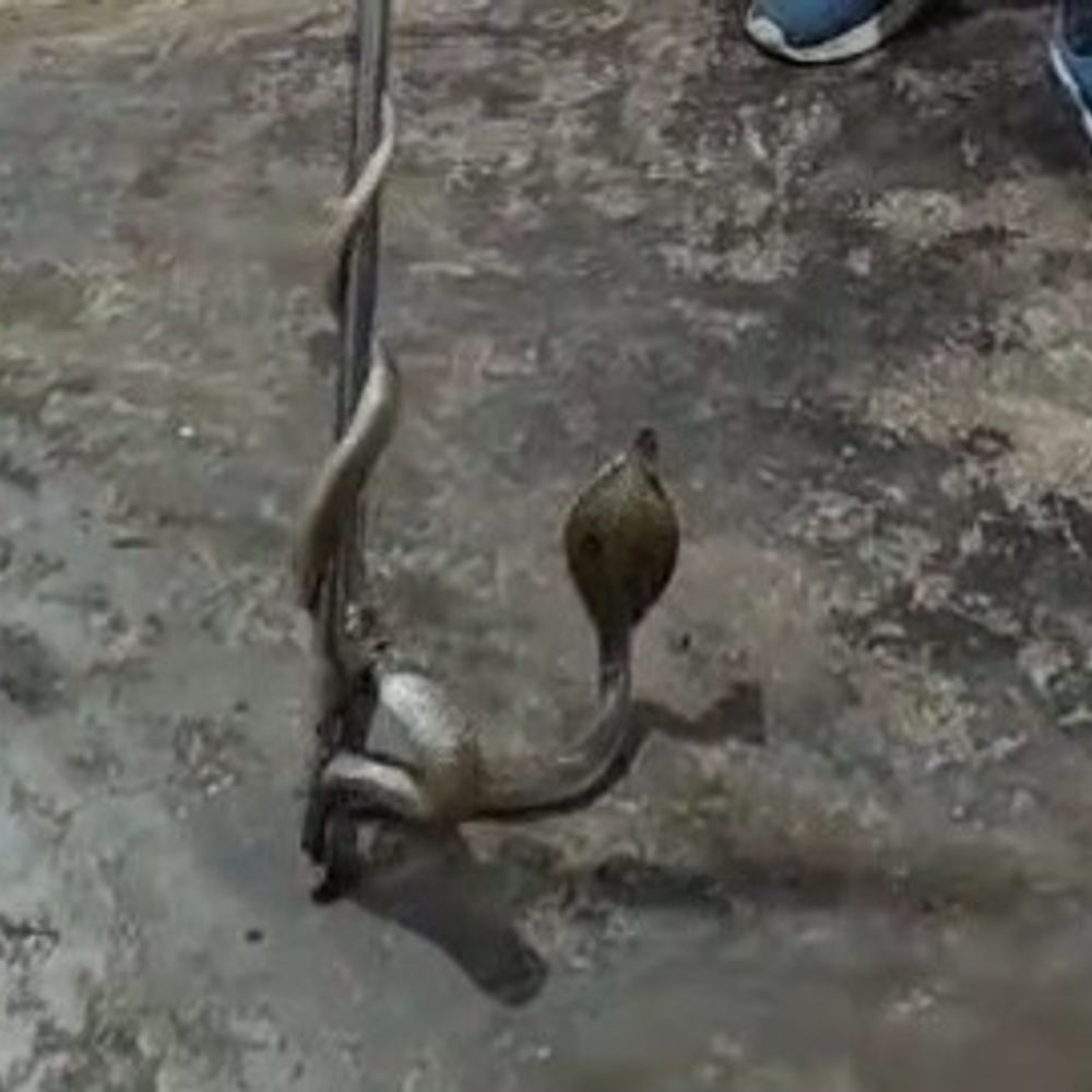 फ्रिज पर बैठा आराम फरमा रहा था कोबरा:जमुई के मलयपुर में मची अफरा-तफरी, स्नेक कैचर ने किया सुरक्षित रेस्क्यू