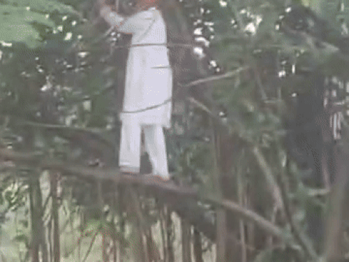 रोहतक में पेड़ों की कटाई रोकने बुजुर्ग बरगद पर चढ़ा:बोला- पेड़ काटे तो यहीं फांसी लगा लूंगा, सुप्रीम कोर्ट में चल रहा केस