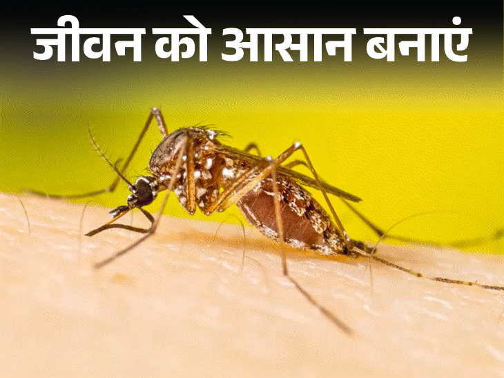 जीवन को आसान बनाएं- मच्छरों से हैं परेशान:इन 7 नेचुरल होममेड तरीकों से भागेंगे मच्छर, फेफड़ों को भी नहीं होगा धुएं का नुकसान