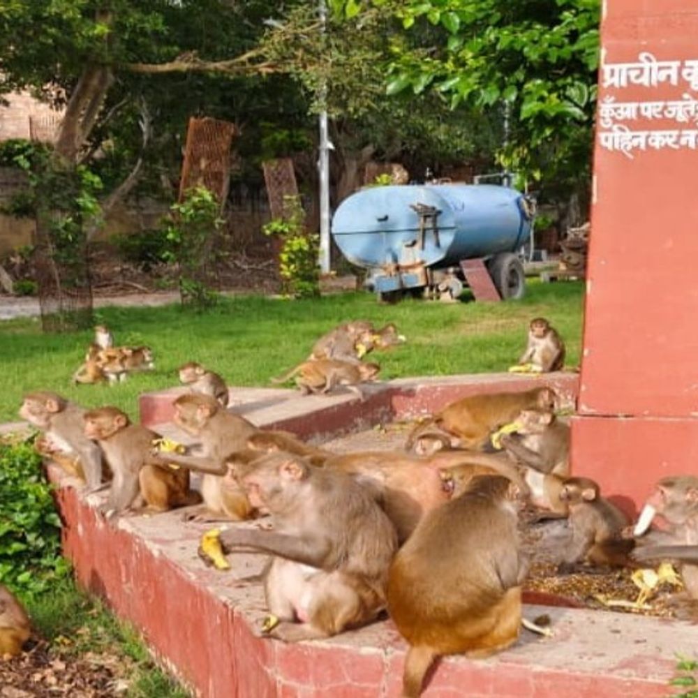 बंदरों को भगाओ नहीं उनको भोजन दो:मथुरा में श्री कृष्ण जन्मस्थान की पहल,बंदर हिंसा छोड़ कर रहे मस्ती