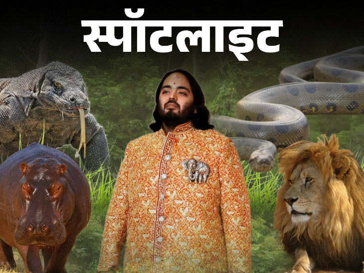 स्पॉटलाइट-क्या अंबानी के जू में तस्करी से पहुंचे एनाकोंडा,कमोडो-ड्रैगन:विदेशों में भी लगे वंतारा पर आरोप, क्या कहता है कानून, देखें वीडियो