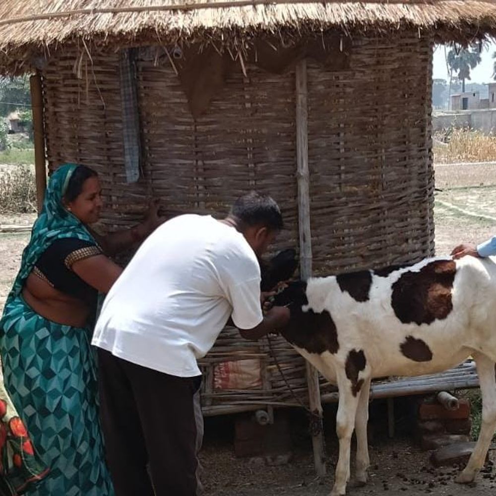 लंपी का कहर : बीमारी की सूचना तत्काल पशु अस्पताल को दें