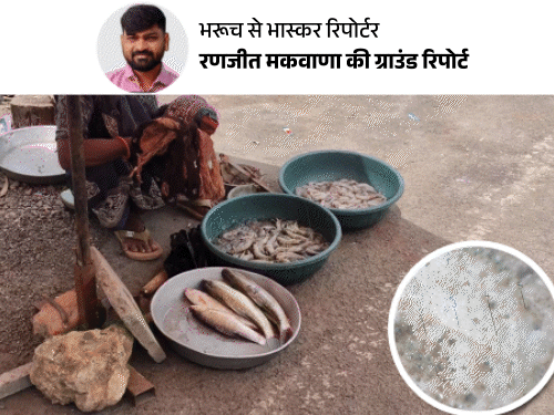 नर्मदा नदी में इतना प्लास्टिक कि मछलियों में पहुंच रहा:वडोदरा की MS यूनिवर्सिटी की रिसर्च में हुआ खुलासा, दो किस्म की फिशेज में मिले माइक्रोप्लास्टिक