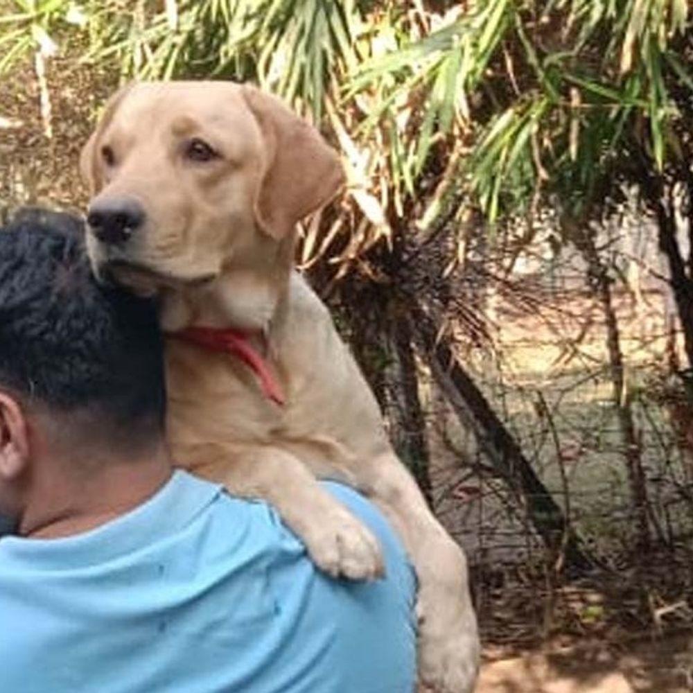 पालतू डॉग को पड़ोसी ने डंडे से पीटा, केस दर्ज:रायगढ़ के पशु अस्पताल में इलाज जारी, ग्रीन सिटी कॉलोनी की घटना