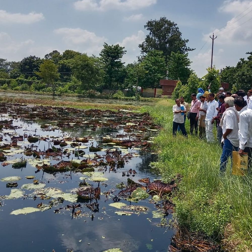 नर्मदापुरम में बिहार के मखाने की खेती होगी:जिले के 30 किसानों ने दरभंगा जाकर सीखा खेती का तरीका; आय बढ़ेगी