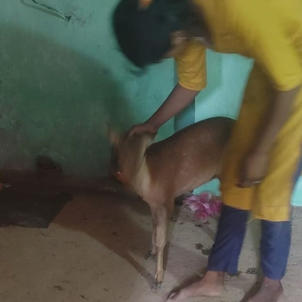 मेरठ में किसान ने पाला हिरण का बच्चा:  जंगल में भटका रास्ता, भूला घर अब इंसानी परिवार ही नया आशियाना – Meerut News