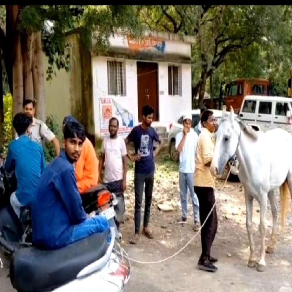 ग्वालियर में थाने पहुंचा घोड़े का विवाद:बार-बार किन्नू के घर पहुंच जाता है घोड़ा,मालिक ने कहा-चोरी किया; पुलिस ने कराया राजीनामा