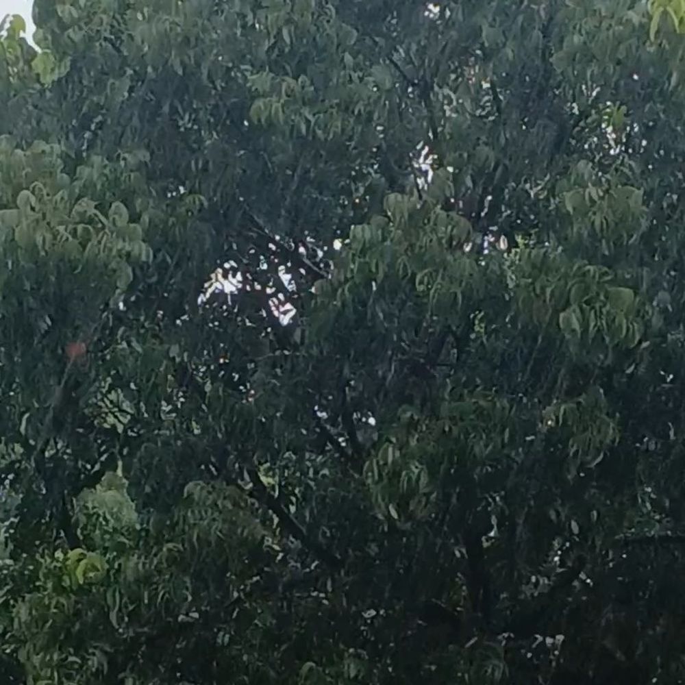 गोपालगंज में तेज बारिश से तापमान गिरा:किसानों को फायदा, गन्ना, धान और मक्का के फसल में लौटी हरियाली