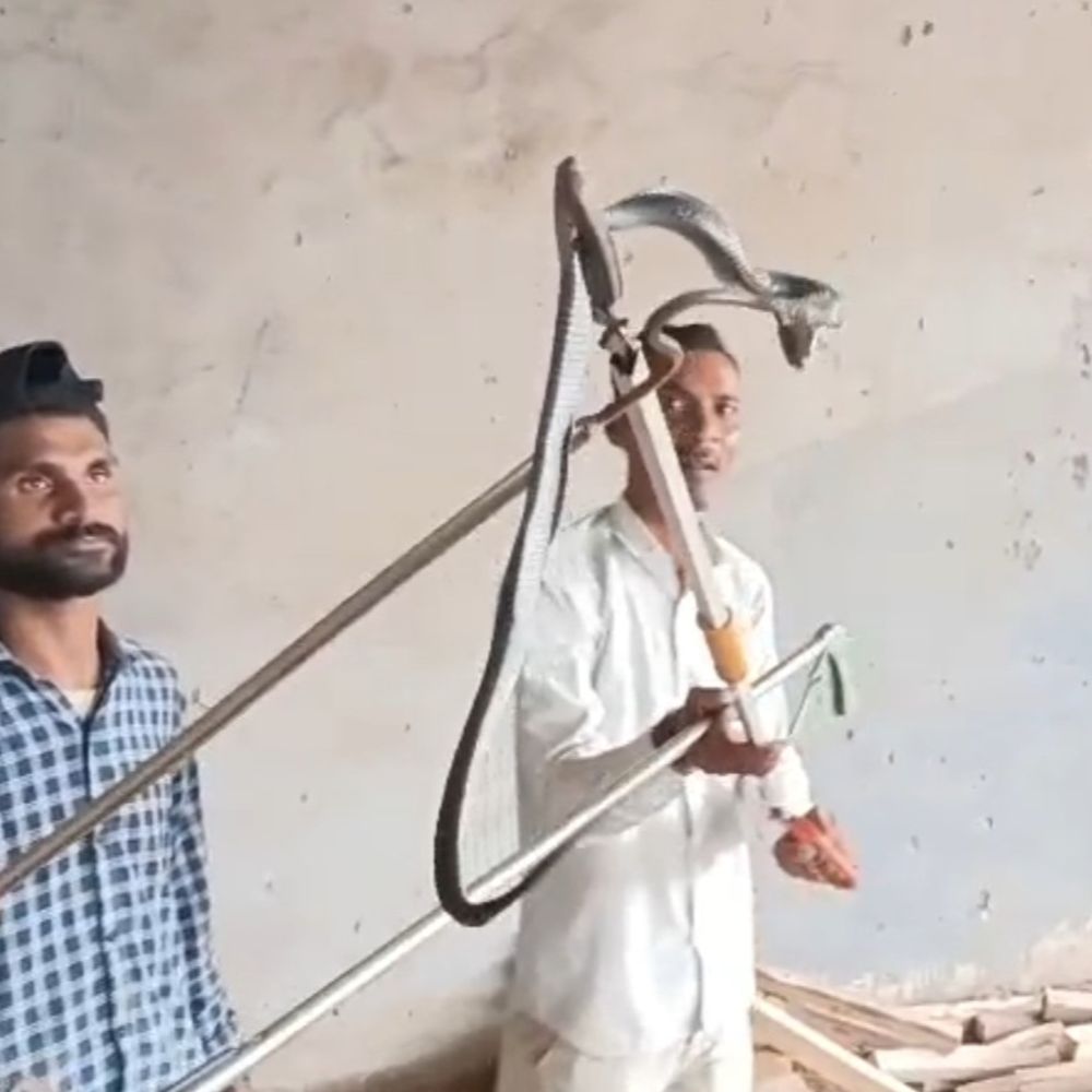 सागर में लकड़ी के टाल में घुसी 3-फीट लंबी नागिन:लकड़ियों के बीच छिपी बैठी थी, 3 घंटे की मशक्कत कर स्नेक कैचर ने पकड़ा