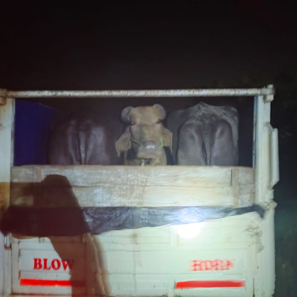 पिकअप से 3 भैंस और 3 बछड़े बरामद:  किशनगंज में पशु तस्करी का भंडाफोड़, 2 तस्कर गिरफ्तार – Kishanganj (Bihar) News