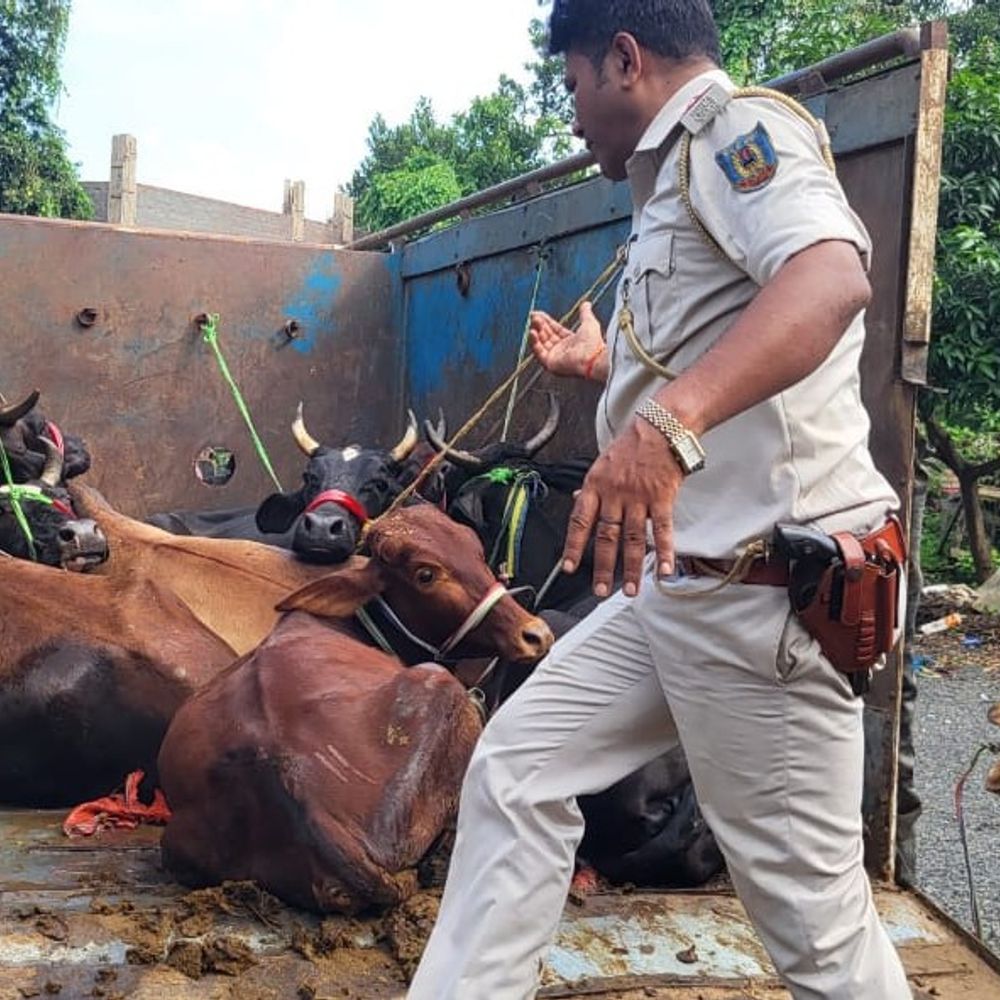 पाकुड़ में गौ तस्करी का भंडाफोड़:  पिकअप में क्रूरता से भरी 11 गायें जब्त, चालक और खलासी फरार – Pakur News