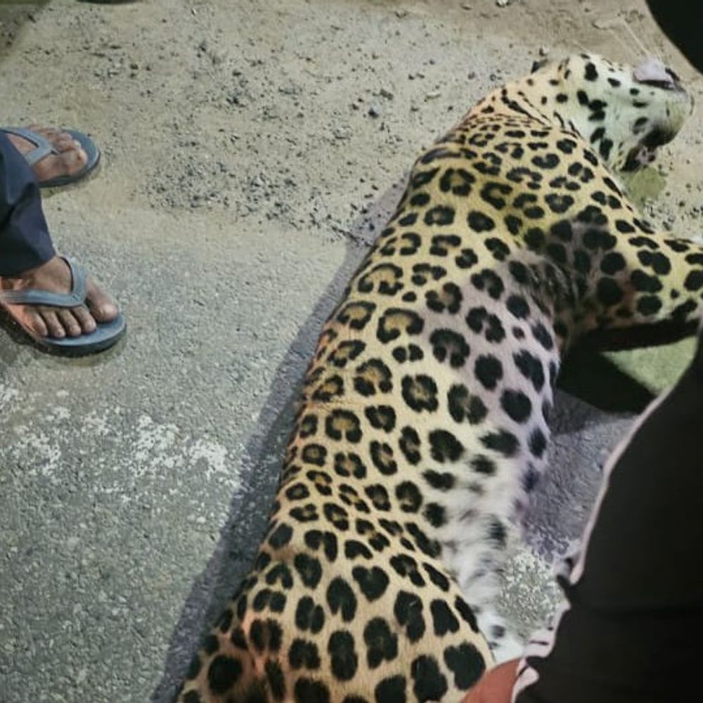 बिजनौर में सड़क हादसे में तेंदुए की मौत:नजीबाबाद रोड पर वाहन ने मारी टक्कर, 5 साल का नर तेंदुआ था