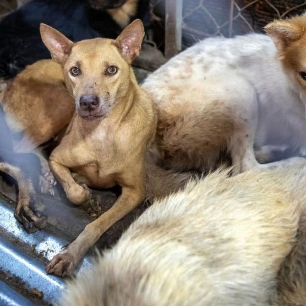 देश में पालतू जानवरों की तस्करी बढ़ी:5 साल में 4 गुना हुई, सबसे ज्यादा मुंबई एयरपोर्ट पर स्मगलिंग; 60% मामलों में दस्तावेज अधूरे