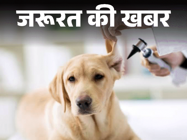 जरूरत की खबर- पेट डॉग को स्किन इन्फेक्शन:फैल सकता है इंसानों में भी, बचाएं स्किन डिजीज से, जानें बचाव के टिप्स और सावधानियां