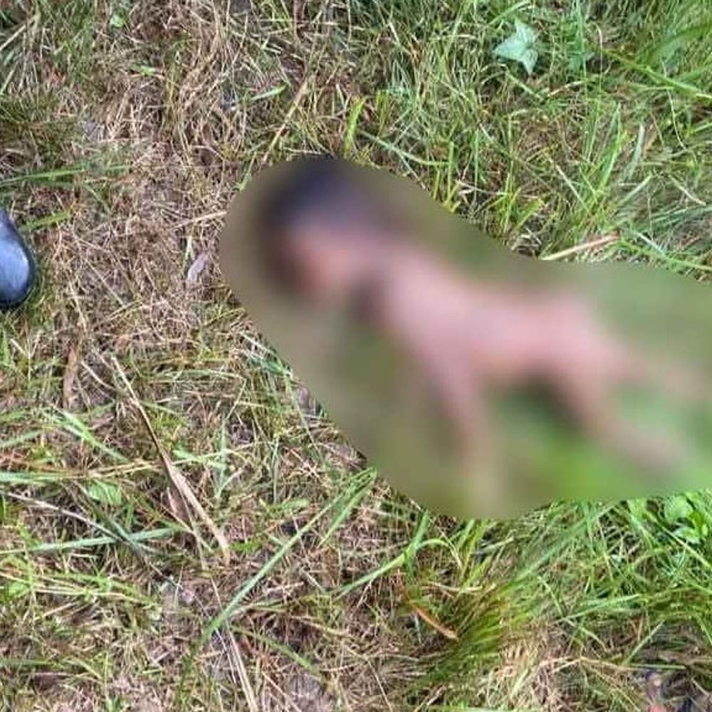 बहराइच में भेड़िए ने 5 साल की बच्ची को उठाया:रात 10 बजे मंझारा तौकली से हुआ अपहरण, सुबह मिला शव