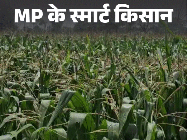 15 लाख का पैकेज छोड़ शुरू की जैविक खेती:छिंदवाड़ा के किसान का सालाना 1.5 करोड़ का टर्नओवर; मुंबई तक ऑर्गेनिक प्रोडक्ट की सप्लाई