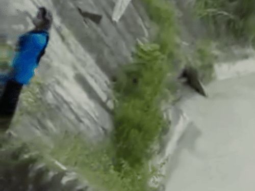 युवती ने यमुना में छलांग लगाई,VIDEO:यमुनानगर में हथिनीकुंड बैराज पहुंची; लोगों ने रोकना चाहा तो सीढ़ियों पर उलटी खड़ी होकर कूद गई