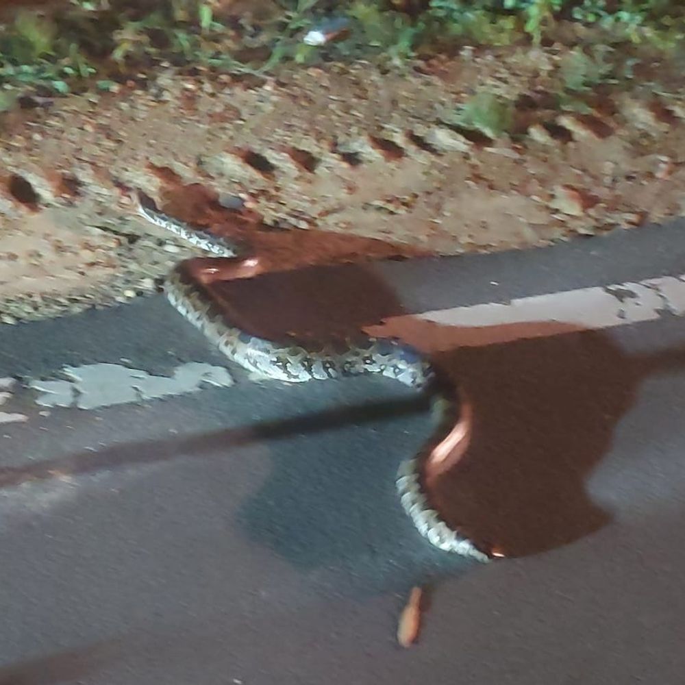 महिला के बेडरूम में घुसा 5 फीट का अजगर:बालाघाट में नहीं पहुंचा वन विभाग; पुलिस-प्रधान आरक्षक ने सांप को रेस्क्यू कर जंगल में छोड़ा