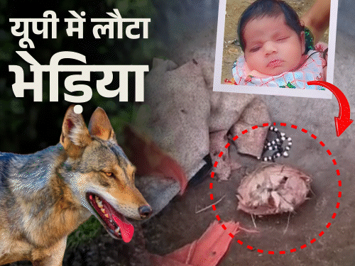 भेड़िया मां की गोद से बच्ची को छीनकर खा गया:सिर की सिर्फ हड्‌डी मिली, बहराइच में 48 घंटे में दूसरा शिकार