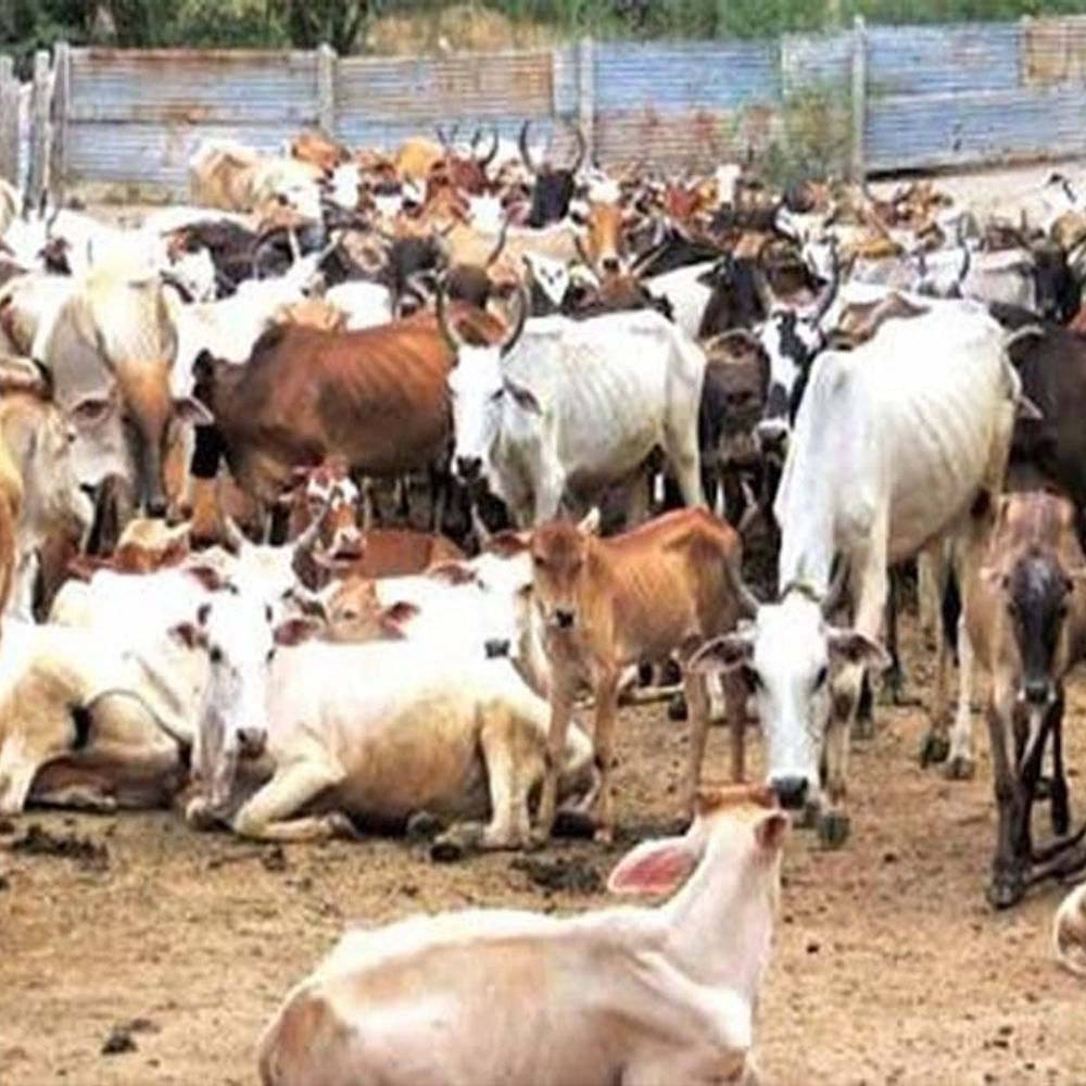 लखनऊ में गोवंश का शव मिला:ग्रामीण की सूचना पर पुलिस ने दर्ज किया मुकदमा, अज्ञात लोगों के खिलाफ जांच शुरू