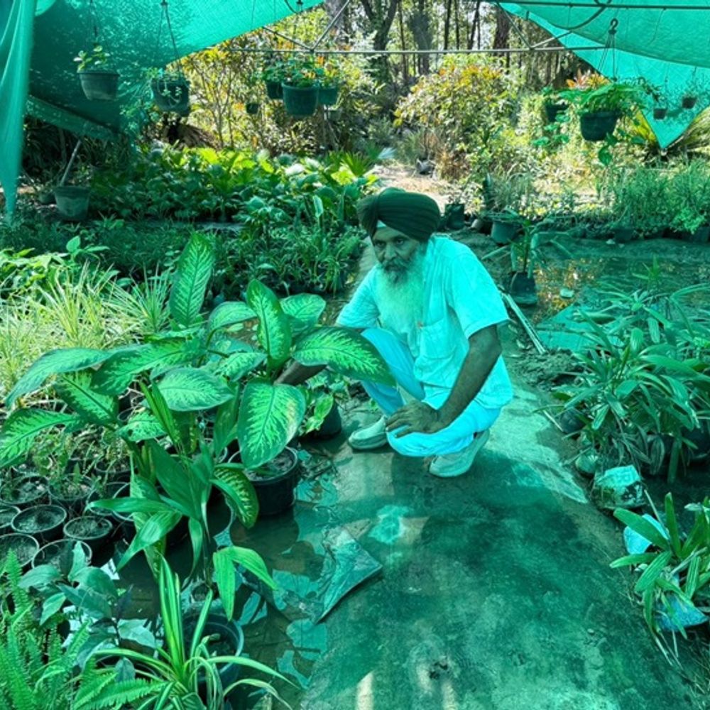 बरनाला में किसान ने फूलों की खेती से बदली किस्मत:  13 एकड़ में फैला कारोबार; पारंपरिक खेती छोड़कर बने सफल उद्यमी – Punjab News