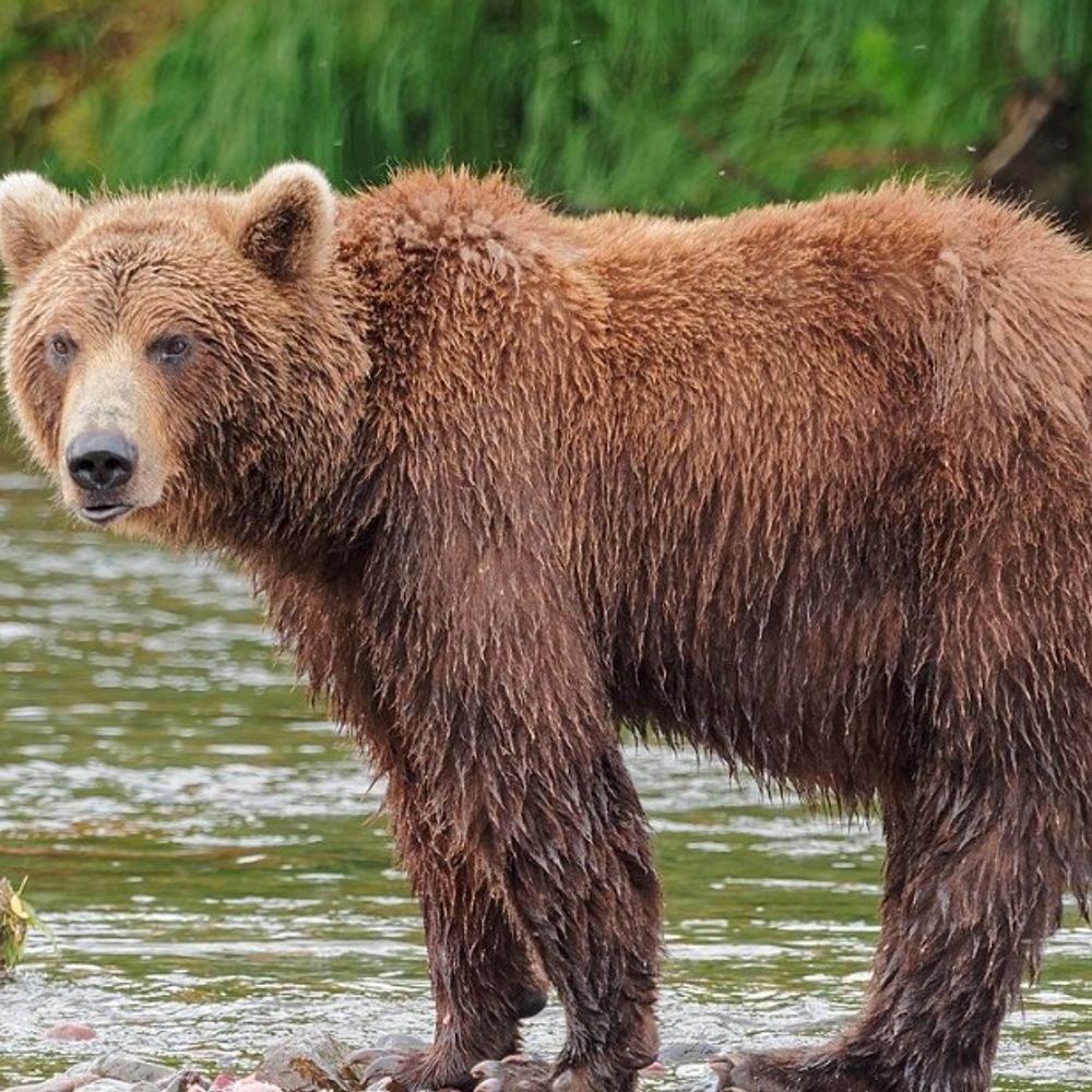 रामपुर में भालू ने महिला-पुरुष पर बोला हमला:  भेड़ चरा रहा था व्यक्ति, शोर सुनकर आए ग्रामीणों ने बचाया – Rampur (Shimla) News