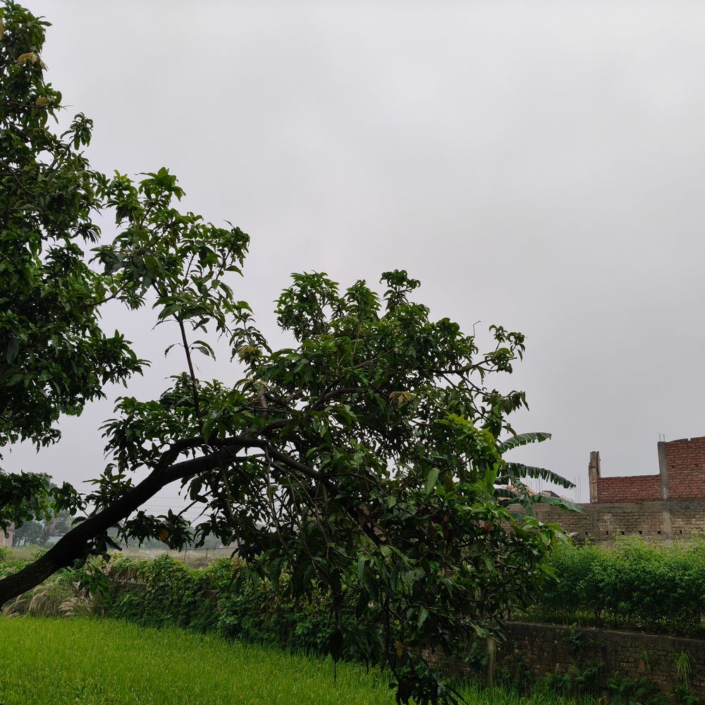 शिवहर में रातभर हुई रिमझिम बारिश:उमस भरी गर्मी से लोगों को मिली राहत, ग्रामीण इलाकों में बिजली कटौती