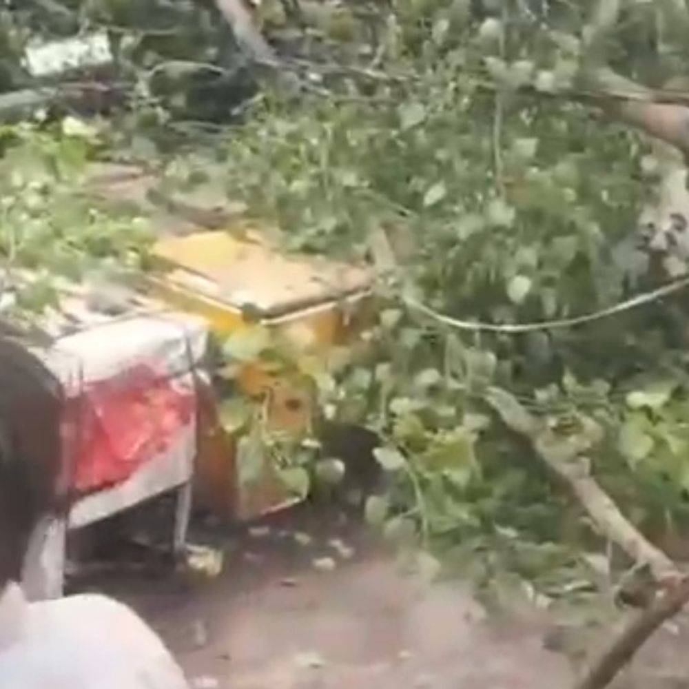 लखनऊ के कैसरबाग में गिरा पेड़:इलाके में मचा हड़कंप, कुछ लोगों के दबे होने की सूचना