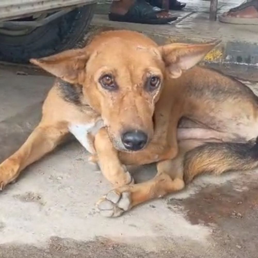 यूपी में आवारा कुत्तों पर नया नियम:दो बार काटने पर एबीसी सेंटर में आजीवन कैद, पहली बार पर 10 दिन की सजा