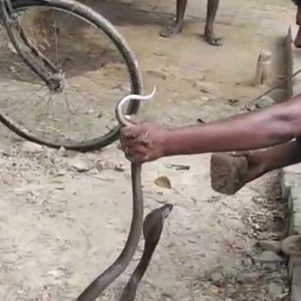 40 दिन में 13 बार काटने वाला सांप पकड़ा गया:सपेरों ने 5 घंटे की मशक्कत के बाद किया काबू, एसडीएम बोले- ब्लैक कोबरा है