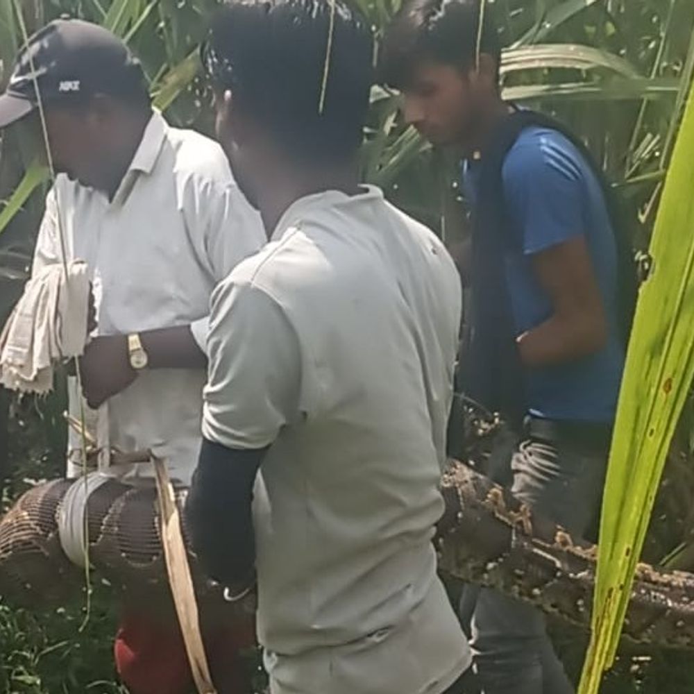 अजगर ने कुत्ते को निगला: VIDEO:लखीमपुर में रेस्क्यू के 30 मिनट बाद अजगर ने मृत कुत्ते को उगला, वन विभाग ने जंगल में छोड़ा