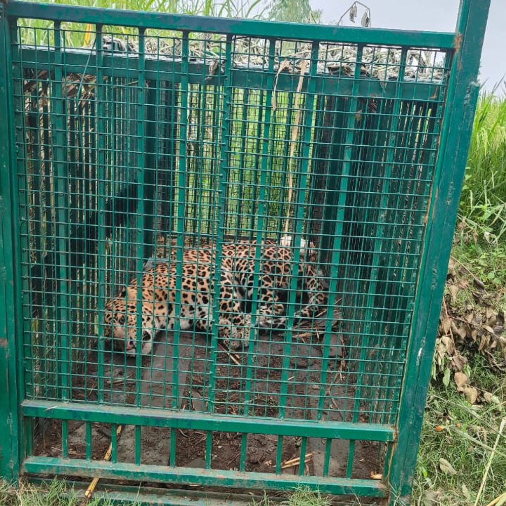 35 लोगों को मारने वाला गुलदार पिंजरे में कैद:बिजनौर में 2 दिन पहले महिला की ली थी जान, वन विभाग ने जंगल में छोड़ा
