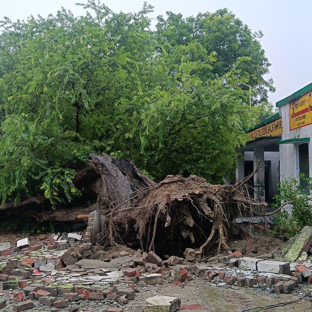 तुलसीपुर के सरकारी स्कूल में गिरा 100 साल पुराना पेड़:भवन और बाउंड्री वॉल क्षतिग्रस्त, बिजली के खंभे टूटे, आपूर्ति ठप
