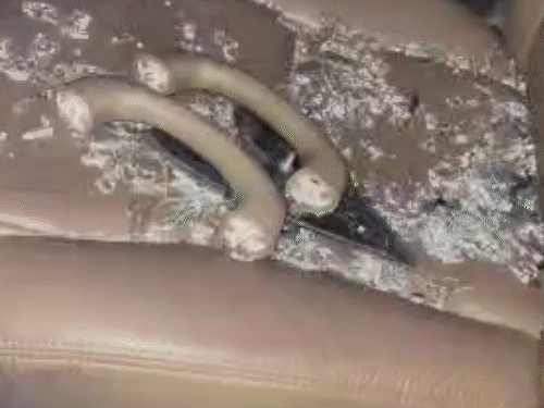 पंजाबी सिंगर-एक्टर परमीश वर्मा घायल:अंबाला में शेरा की शूटिंग में चली गोली से कार का शीशा टूटा, कांच चेहरे पर लगा; शूटिंग रोकी गई