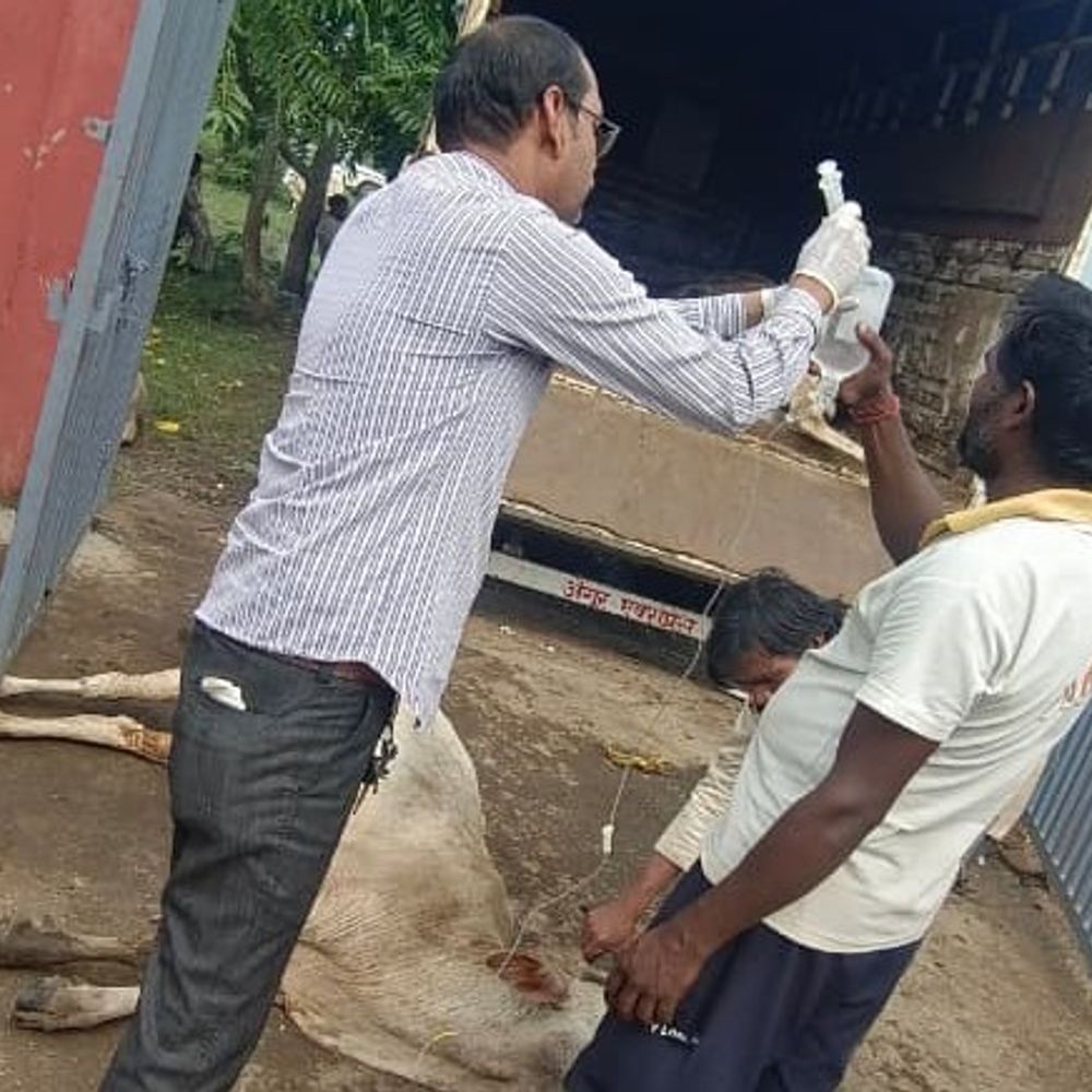 महाराष्ट्र पासिंग ट्रक से पकड़ाए 26 मवेशी, 9 मृत मिले:ट्रक में रस्सियों से बांध रखा था, गौरक्षकों ने की तस्करों पर कार्रवाई की मांग