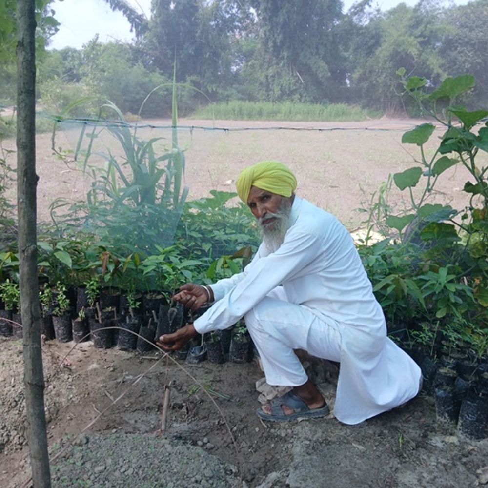 रोपड़ का किसान मल्टीक्रॉपिंग से कमा रहा 6 लाख:  बरसों दुबई में बिताए, फॉरेन रिटर्न बेटों के साथ मिल की जैविक खेती – Punjab News