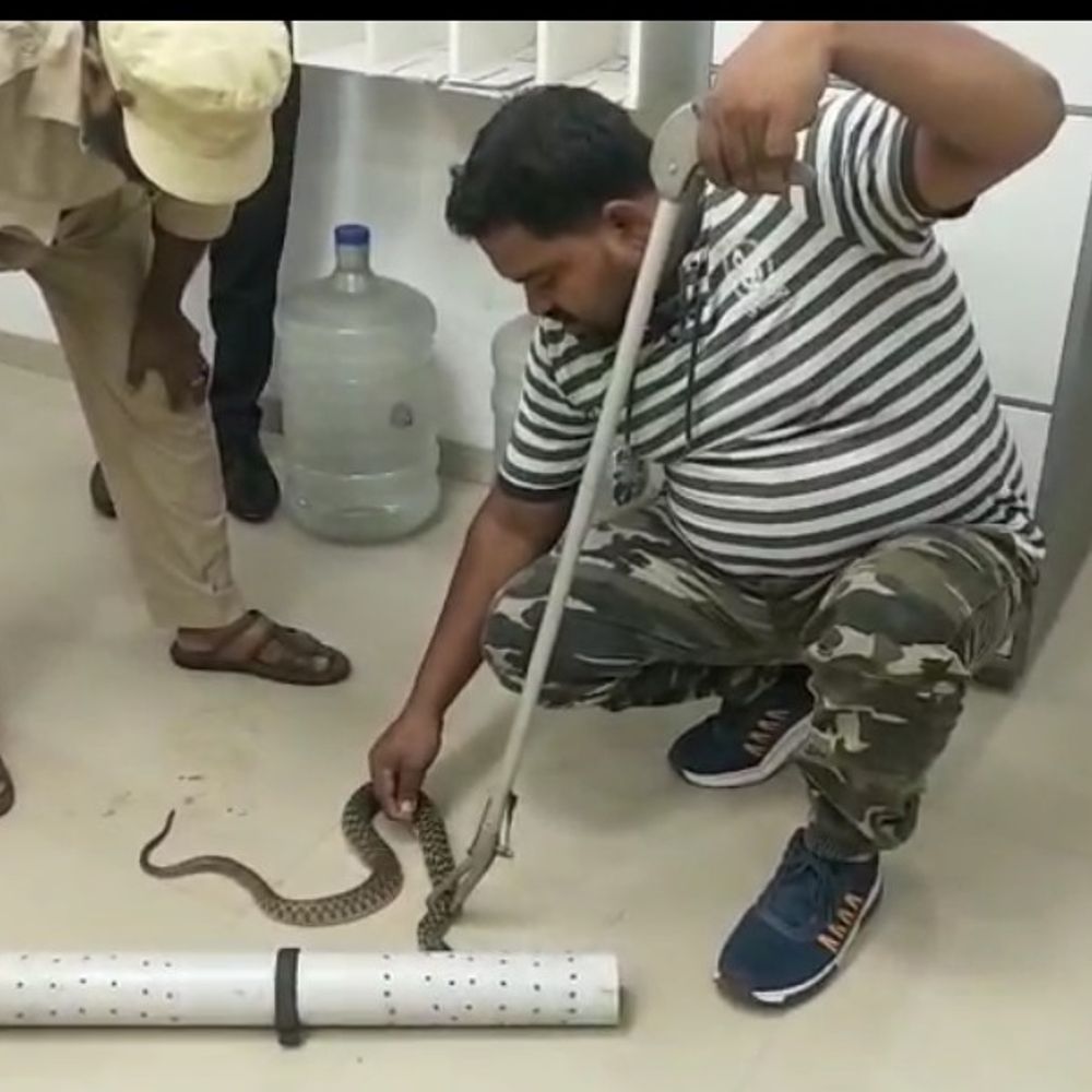 एक्सिस बैंक के बाथरूम में मिला वाटर स्नेक:  किया गया सुरक्षित रेस्क्यू, सर्प मित्र ने कहा-यह सांप जहरीला नहीं होता – Pakur News