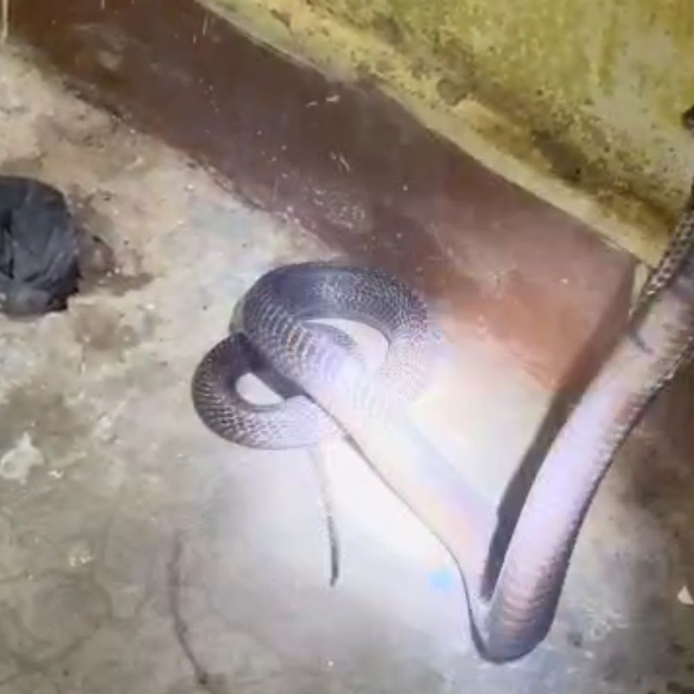 Cobra creates panic in Balrampur health center | बलरामपुर के स्वास्थ्य केंद्र में कोबरा ने मचाई दहशत: स्नेक कैचर टीम ने सांप को पकड़कर जंगल में छोड़ा, मरीजों की सेवाएं फिर शुरू - Balrampur (Ramanujganj) News 1 6771d12a a109 4559 8218 e0102abf0a33 1758700661145