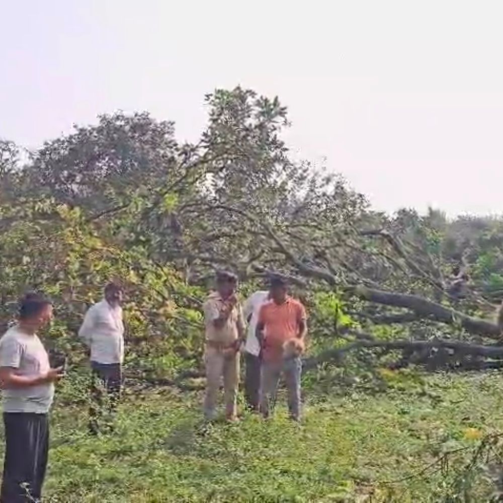 बिजनौर में आम के 23 पेड़ अवैध तरीके से काटे:4 आरोपियों के खिलाफ वन विभाग ने दर्ज किया केस, सभी फरार
