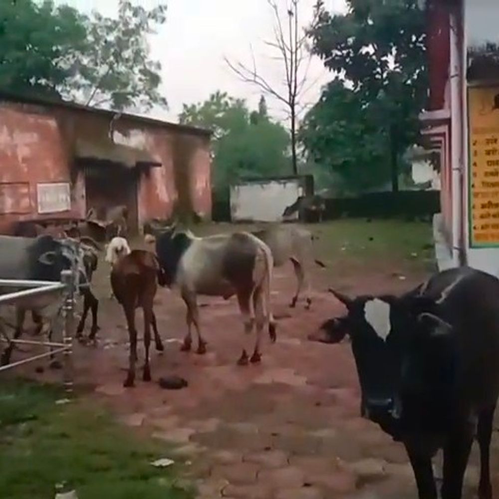 डिंडौरी में 16 पशुओं को पकड़कर पंचायत भवन में रखा:मालिकों को दी चेतावनी; नहीं माने तो गौशाला भेजेंगे