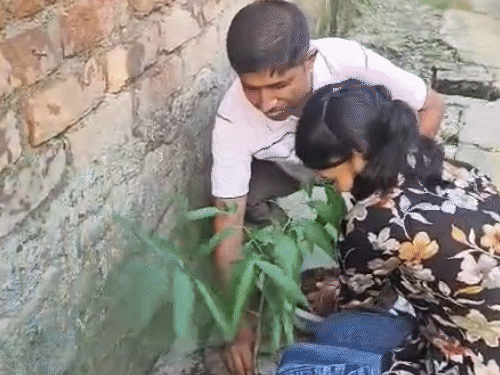 छात्रा ने जन्मदिन पर लगाए पीपल, बरगद-नीम के पौधे:भागलपुर में स्टूडेंट ने गरीबों को फ्री में खिलाया खाना, कहा- पर्यावरण साफ होगा