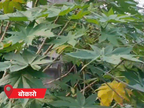 झारखंड के आज हल्के से मध्यम दर्जे की बारिश:  बंगाल की खाड़ी में बना लो प्रेशर, तेज हवा भी चल सकती है – Ranchi News