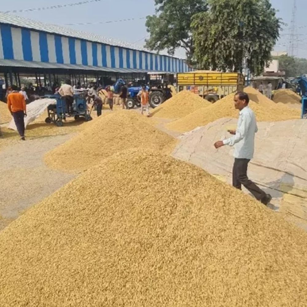 पंचकूला की मंडियों में 5129 मीट्रिक टन धान की खरीद:  हैफेड और हरियाणा वेयर हाउस द्वारा की जा रही, आज हुई 373 एमटी खरीद – Panchkula News