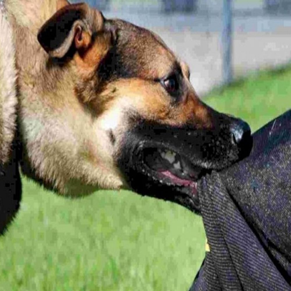 नारनौल में सात साल के बच्चे को कुत्ते ने काटा:  नीचे गिराकर भी नोंचता रहा, शिकायत पर पुलिस ने किया मामला दर्ज – Narnaul News