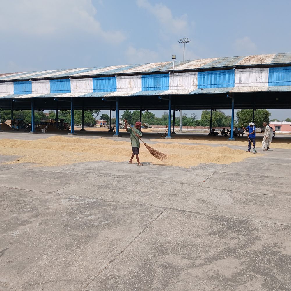 कैथल में 5 दिनों से धान की खरीद नहीं:  खुले आसमान के नीचे पड़ा हजारों क्विंटल अनाज, नमी की जांच के बाद खरीद होगी – rajaund News